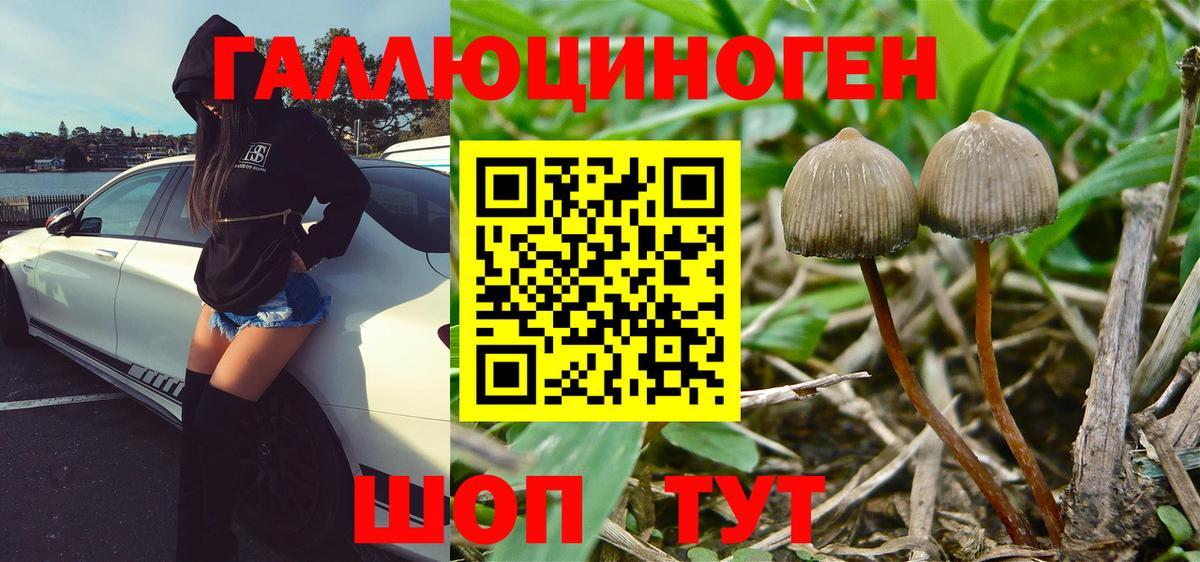 Белово  Псилоцибиновые грибы Psilocybine cubensis  Вход с VPN 